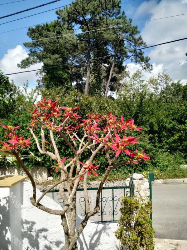 Casa De Campo Em Sesimbra Exteriör bild